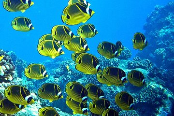 Boat Snorkel -Dolphin and Tropical Reef Rafting Adventure