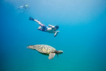 Snorkel with Turtles in Waikiki