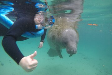 Guided Small Group Manatee Snorkeling Tour
