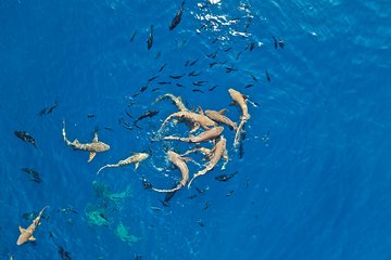 Snorkel with Nurse Sharks and Explore Vaavu Atoll Maldives