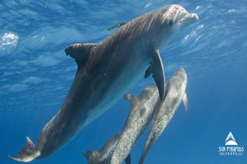 Snorkeling Trip At Satayh Dolphin Reef