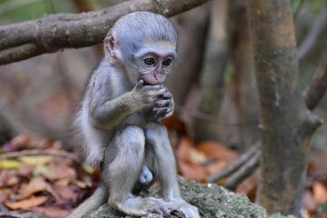 Barbados Small-Group or Private Garden & Wildlife Half-Day Tour