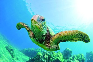 Turtle Canyon Catamaran Snorkel Cruise from Waikiki