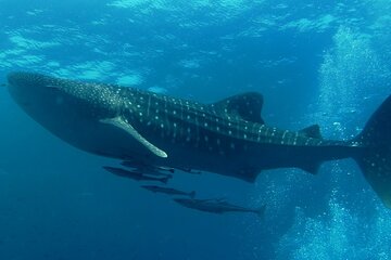 Snorkeling tour with Whale Shark in Holbox Island
