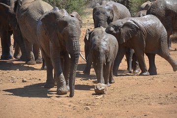 Save 20.00%! Pilanesberg National Park Safari and Sun City Casino
