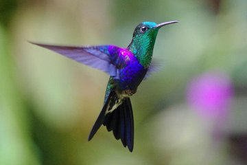 Mindo Zip Lining, Butterfly Farm and Hummingbirds Day Tour