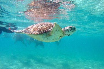 Private Snorkeling and Swimming Experience in Akumal