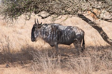 Nairobi Tours Full Day 6.a.m To 4.30p.m