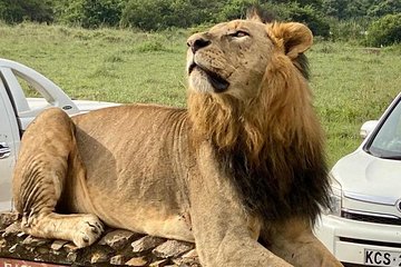 Nairobi national park Safari/David Sheldrieks /Giraffe Centre