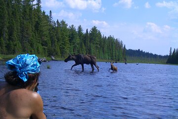 Save 10.00%! Algonquin Park 4-Day Camping and Canoeing Tour