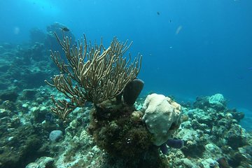 Snorkel Experience in Cozumel