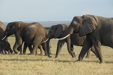 Amboseli Park one day Game drive