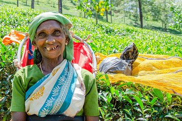 Airport (CMB) or Negombo to Nuwara Eliya Private Taxi 24/7 Car, Van.