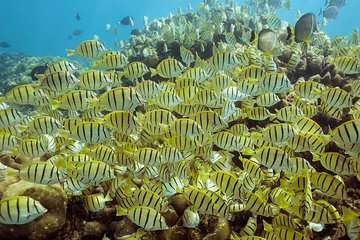 Snorkel Tour to Pelican Rock by Glass-Bottom Boat with Souvenir Photos