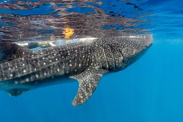 Half Day Whale Shark and Manta Ray Snorkel Adventure in Isla Mujeres with Lunch