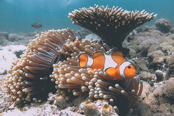 Snorkeling with turtle and statue in Gilis