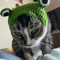 2 Pcs Hand Knitted Pet Headgear Frog Headgear Wool Knitted Pet Hat Photo Funny Headgear Lightinthebox