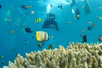 Tulamben Safari Snorkeling Adventure at Coral Garden Private Experience