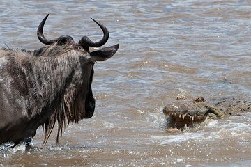 Wildebeests migration Masai Mara budget safari 3 days 2 nights