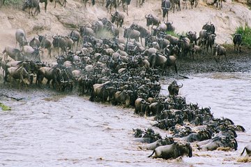 4 Days - Masai Mara and Nakuru - Luxury - Safari Van