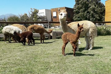 Private Full-Day Chilean Treasures Nature Tour: Alpacas and Penguins