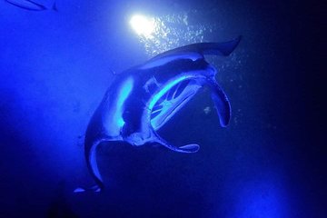 Private Manta Ray Snorkel, up to 6 guests