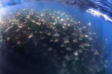 Private "Mobula Ray" snorkeling tour out of San Jose del Cabo