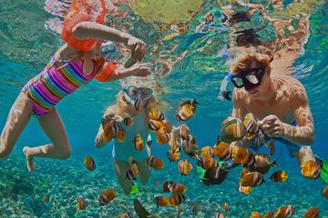 Dolphin Watching and Snorkeling Tour from Muscat