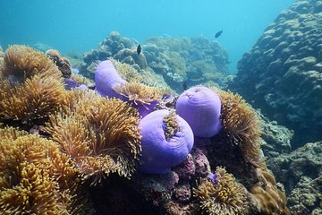 Moscos Islands Snorkeling Tour