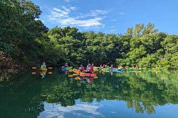 Miami Eco Kayak/Paddle Board and Snorkel Adventure