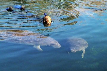 Swim and Snorkel with Manatees in a Guided Crystal River Tour