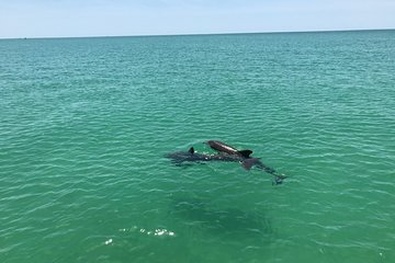Dolphin Shelling Snorkeling Cruise in Tampa