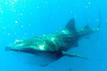 Save 20.00%! Adventure and Snorkel with the Whale Shark from Akumal or Puerto Aventuras