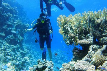 Tiran Island Full Day Snorkeling, One Stop Diving Lunch Sea Trip-Sharm El Sheikh