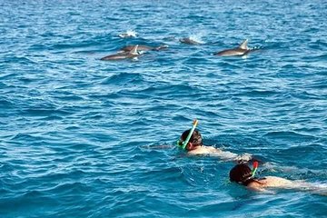 Grand Island Boat Trip With Snorkeling & Dolphin Watching