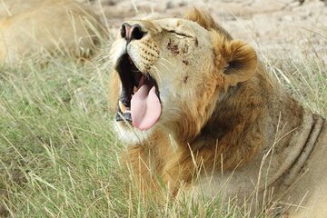Nairobi national park tour 6.a.m to 11a.m