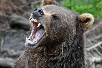 Sitka Shore Excursion: City Sightseeing Tour including Fortress of the Bear and Totem Poles