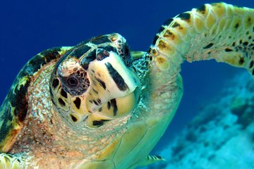 South Island tour and Snorkel combo