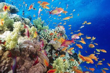 Tiran Island Snorkeling Trip From Sharm El Sheikh