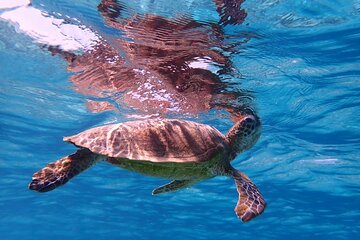 [Okinawa Miyako] [1 day] Superb view beach SUP / Canoe & sea turtle Snorkeling!