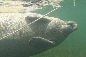 Private Activity Manatee Swim