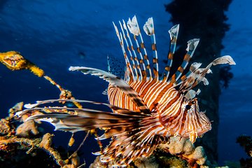 Snorkeling with Instructor on Coral Reef