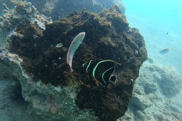 Small Group Snorkeling Guided Tour from San Juan in Puerto Rico