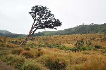 Hortan Plains van from nuwaraeliya call