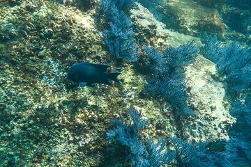 Private Los Cabos snorkeling tour to Chileno bay and Santa Maria cove
