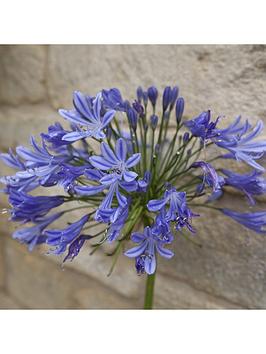 Agapanthus Africanus Blue 5L Potted Plant