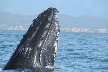 Private Whale Watching and snorkeling experience