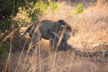 Nairobi Park/elephant Orphanage/giraffe Centre/lunch/karen Blixen/bomas Of Kenya