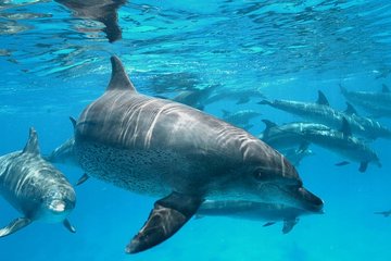 PRIVATE TOUR ! 4-Hours Swiming with dolphins, snorkeling, island by speed boat