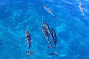 Watch Wild Dolphins and Snorkel with Turtles with Ocean Activities